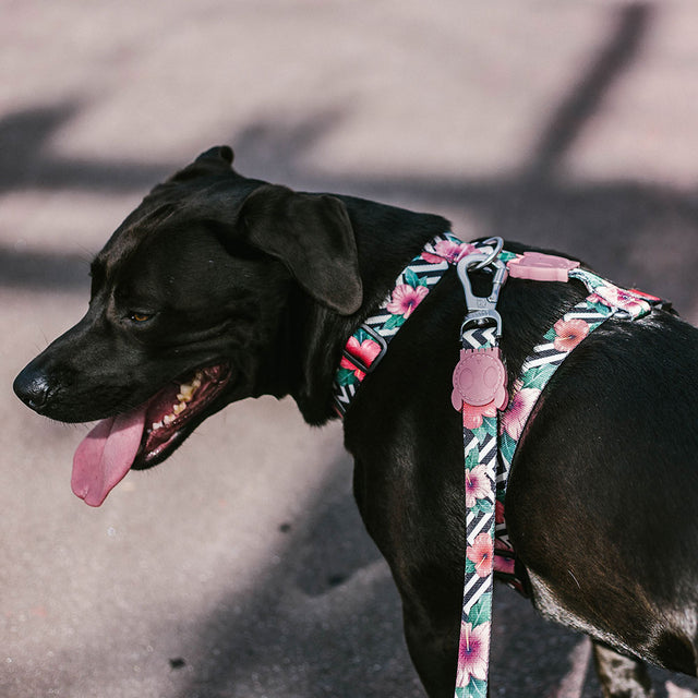 Zee.Dog Hundegeschirr H-Harness, Mahalo Hundegeschirr