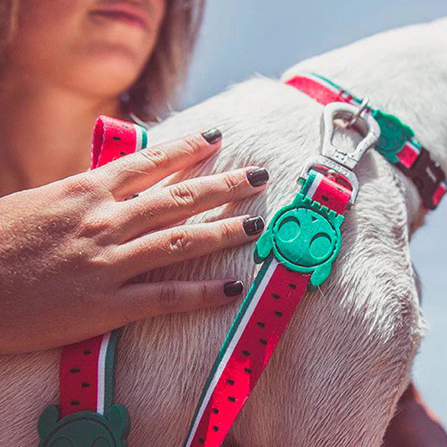 Zee.Dog Hundeleine | Lola Hundeleine