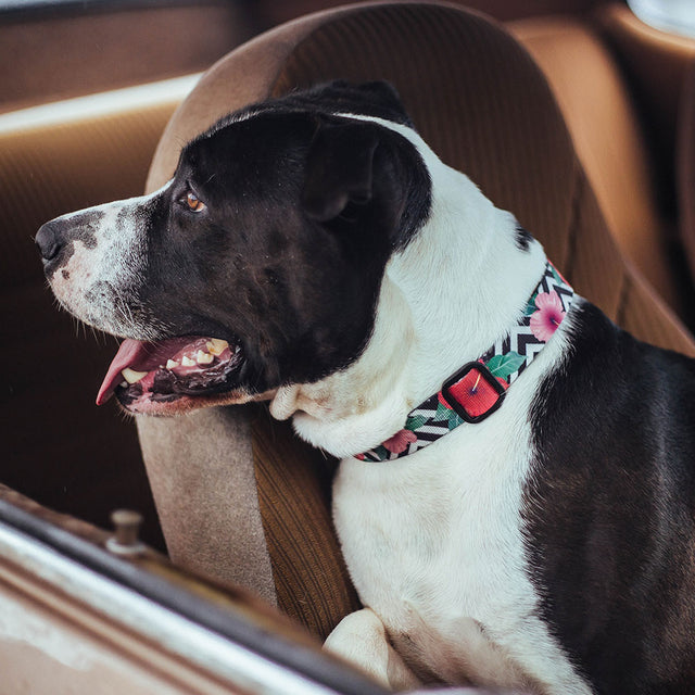 Zee.Dog Hundehalsband, Mahalo Hundehalsband