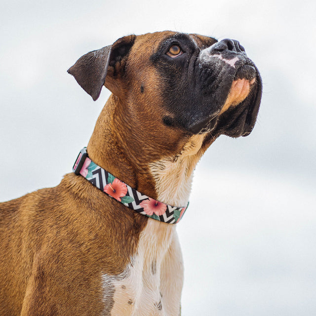 Zee.Dog Hundehalsband, Mahalo Hundehalsband