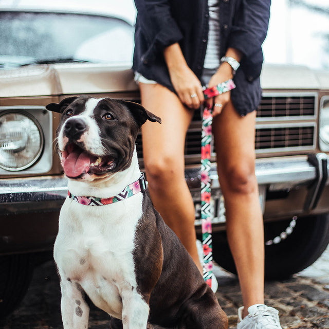 Zee.Dog Hundeleine, Mahalo Hundeleine
