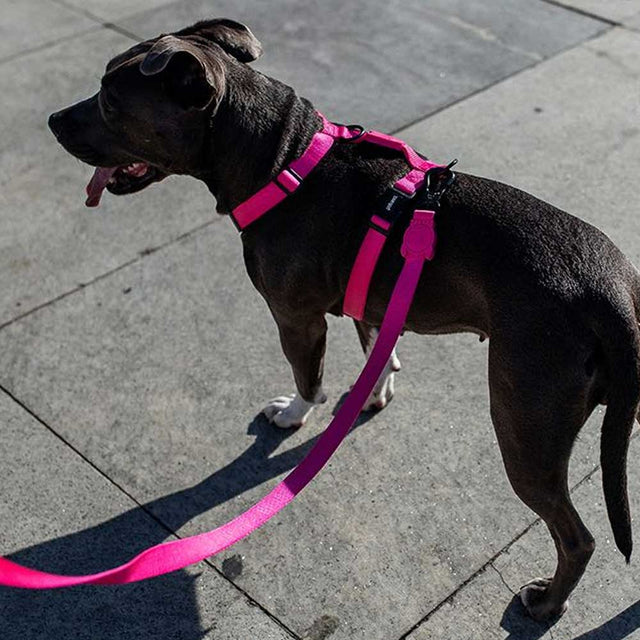 Zee.Dog Hundegeschirr H-Harness, Pink Led Hundegeschirr