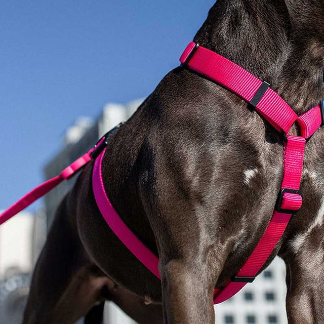Zee.Dog Hundegeschirr H-Harness, Pink Led Hundegeschirr