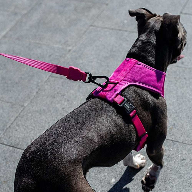 Zee.Dog Hundeleine | Pink Led Hundeleine
