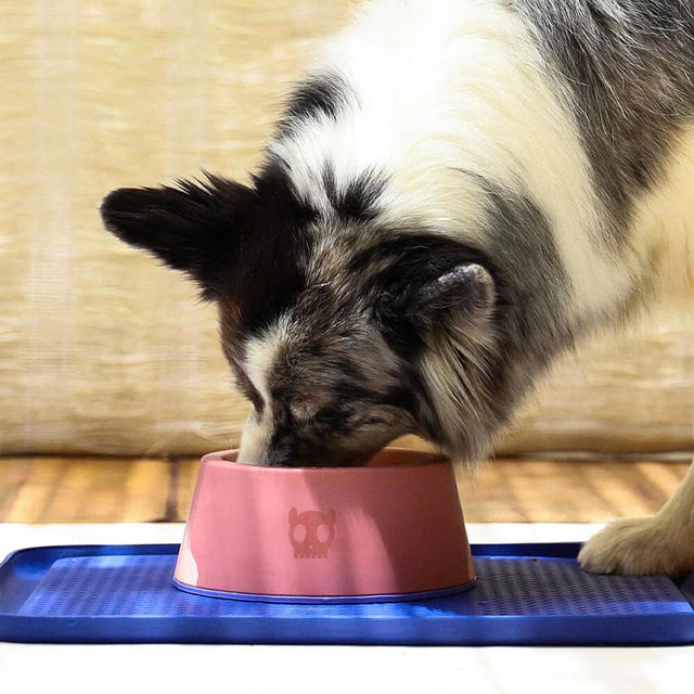 Zee.Dog Hundenapf Classic Bowl, Terranova Napf