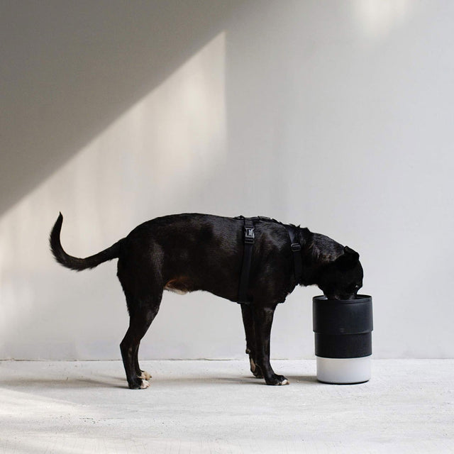 Zee.Dog Hundenapf Zee.Bowl, Gotham Napf