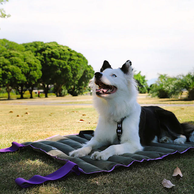 Zee.Dog Hundereisedecke, Air.Mat Hundedecke