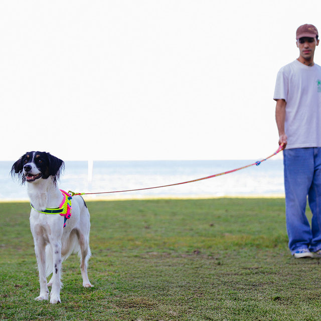 Zee.Dog Hundeleine Long Leash, Drago Hundeleine