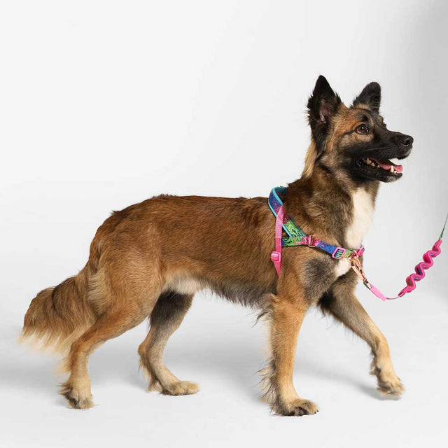 Zee.Dog Hundegeschirr | Softer Walk Harness, Melted Hundegeschirr