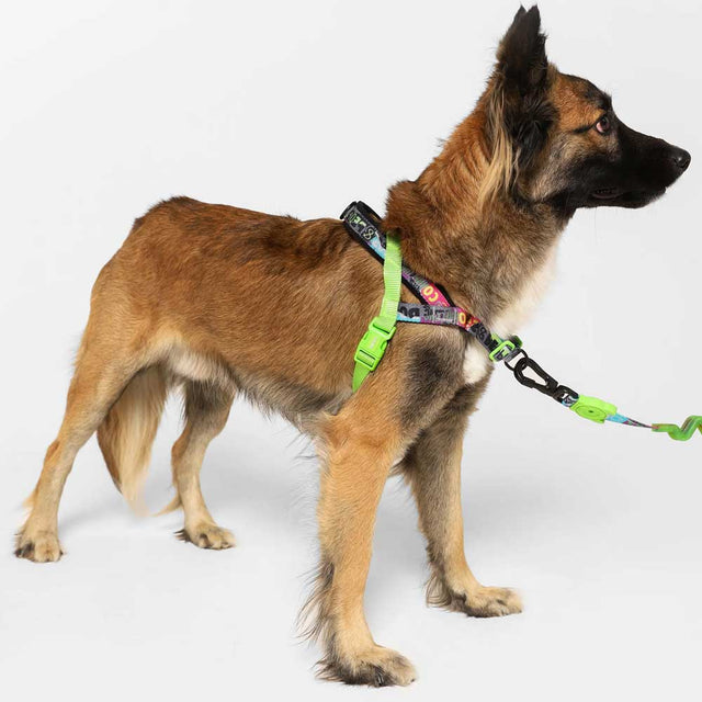 Zee.Dog Hundegeschirr | Softer Walk Harness, Manifesto Hundegeschirr