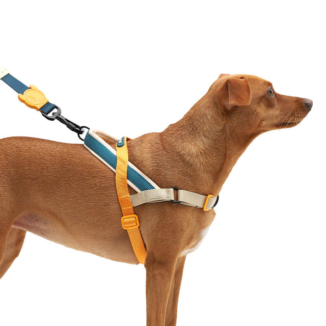 Hundegeschirr | Softer Walk Harness, Voyage