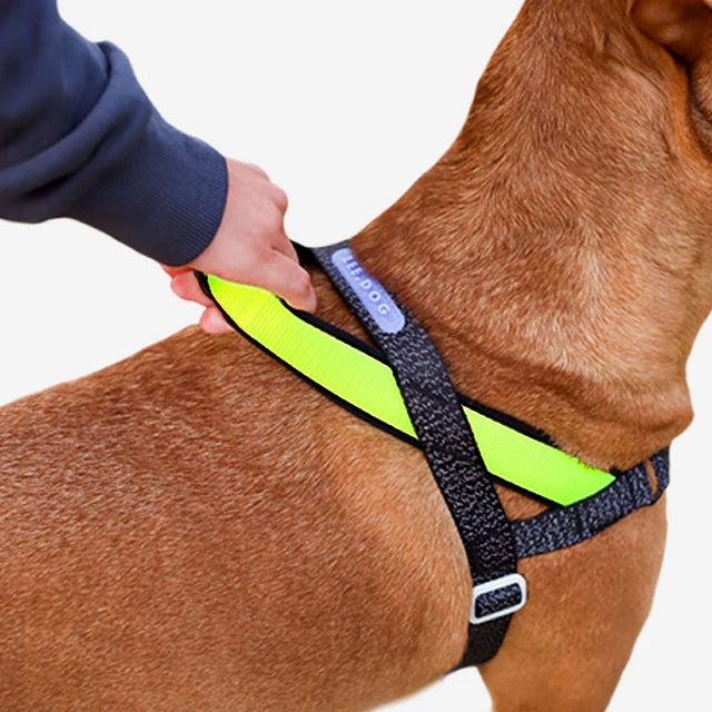 Zee.Dog Hundegeschirr | Softer Walk Harness, Nox Hundegeschirr