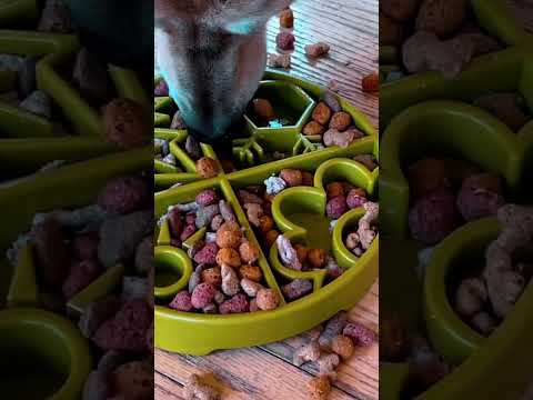 Sodapup Antischlingnapf | eBowl Four Seasons Interaktiv