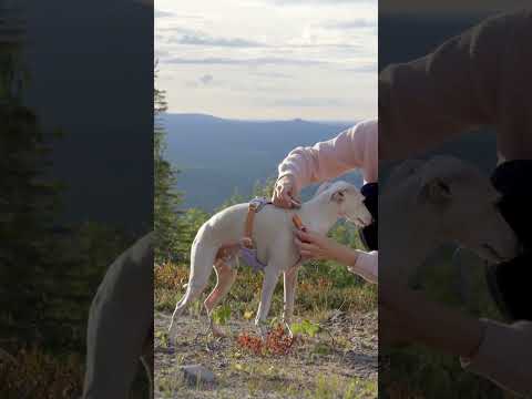 Woolly Wolf Hundegeschirr Alpha 360 | Glacier Green Hundegeschirr