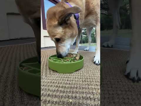 Sodapup Antischlingnapf | eBowl Pine Tree Interaktiv