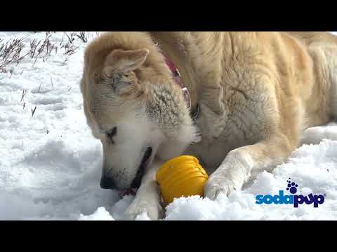 Sodapup Leckerlispender PUP-X Honey Pot, Yellow Interaktiv