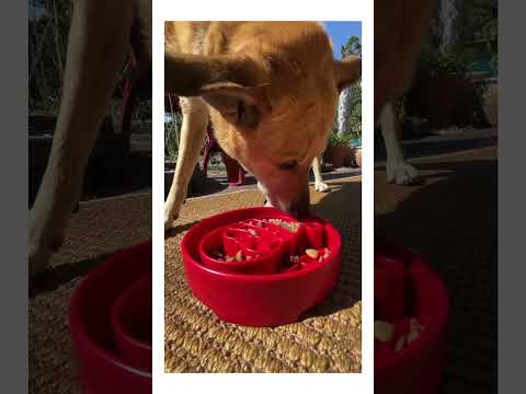 Sodapup Antischlingnapf | eBowl Santa Interaktiv