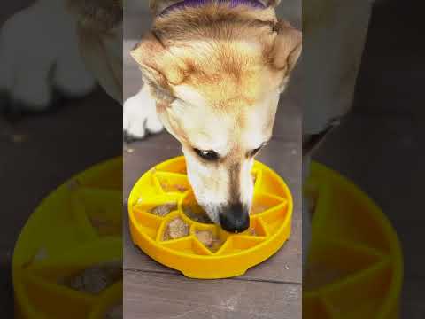 Sodapup Antischlingnapf | eTray Sunflower Interaktiv