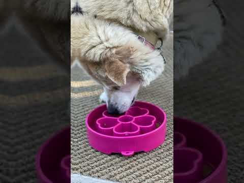 Sodapup Antischlingnapf | eBowl Flower Bowl pink Interaktiv