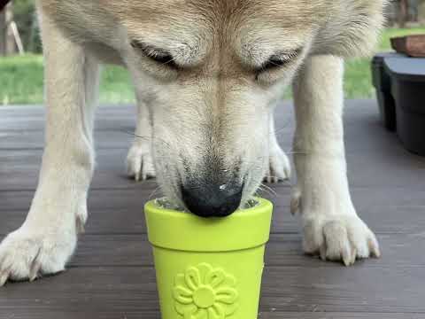 Sodapup Leckerlispender Flower Pot, Orange Interaktiv