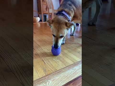 Sodapup Leckerlispender PUP-X Honey Pot, Yellow Interaktiv