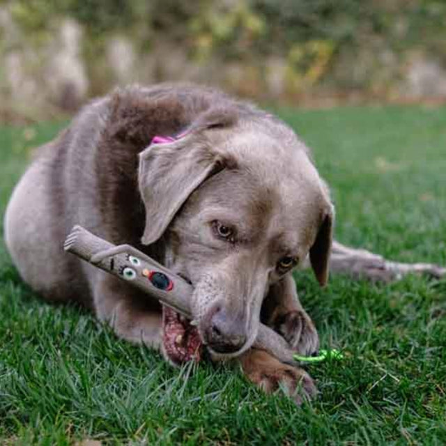 DOOG The Sticks, Twiggy Wurfspielzeug