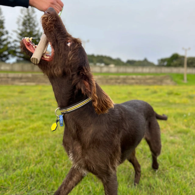DOOG The Sticks, Twiggy Wurfspielzeug