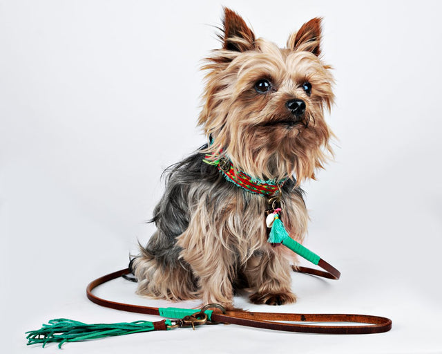Dog with a Mission Hundeleine | Billy Hundeleine