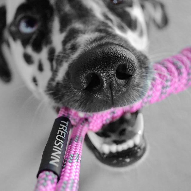 Treusinn Hundespielzeug Tau | Spiely - Medium Tauspielzeug