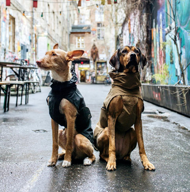 Hunderegenmantel Dublin | Slate