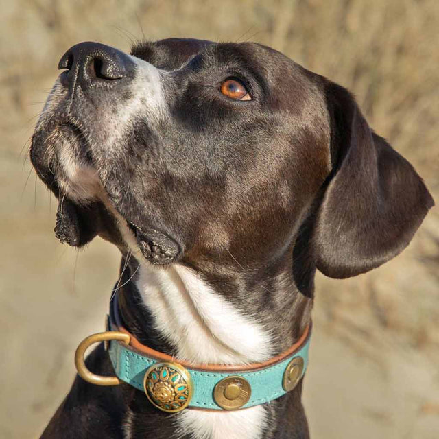 Dog with a Mission Hundehalsband | Rebel Hundehalsband