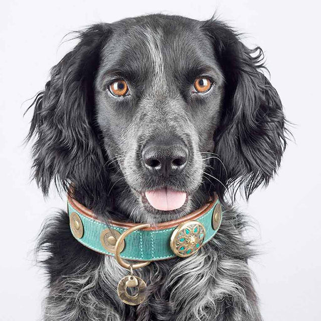 Dog with a Mission Hundehalsband | Rebel Hundehalsband