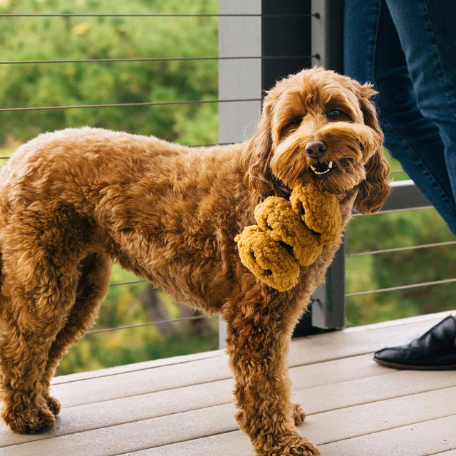 P.L.A.Y. Hundespielzeug, Cookies n'Treats Stoffspielzeug