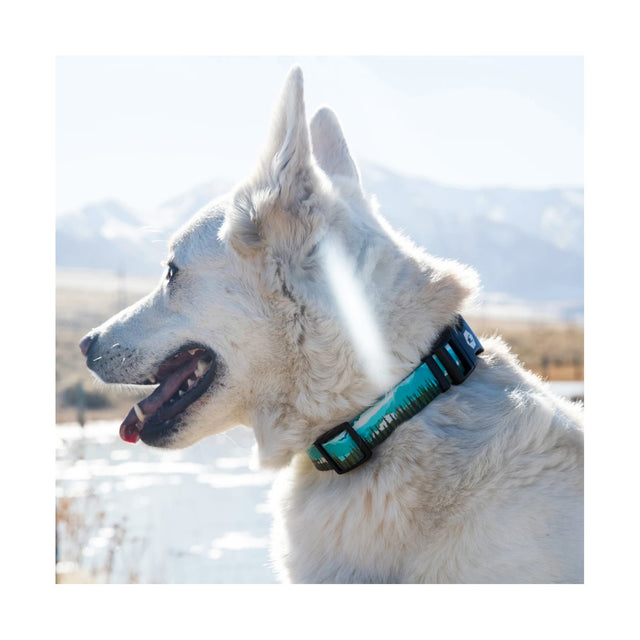 Hundehalsband | GreatEscape