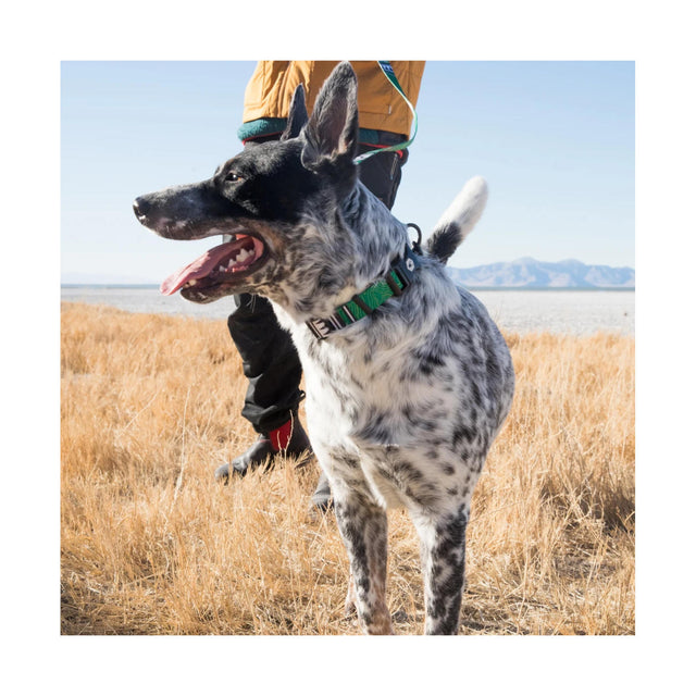 Wolfgang Man & Beast Hundehalsband | HighPlains Hundehalsband