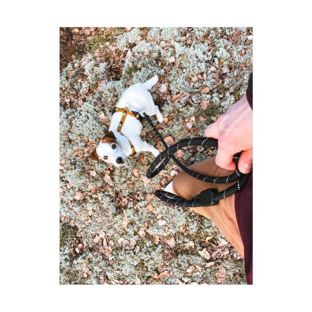 Woolly Wolf Hundeleine Tau | Raven Black Hundeleine