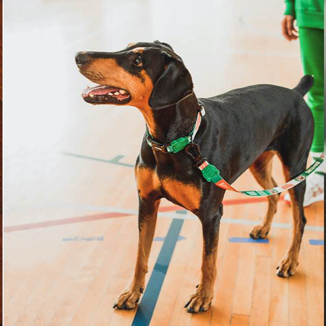 Zee.Dog Hundehalsband, Hawkins "Stranger Things Collection" Hundehalsband