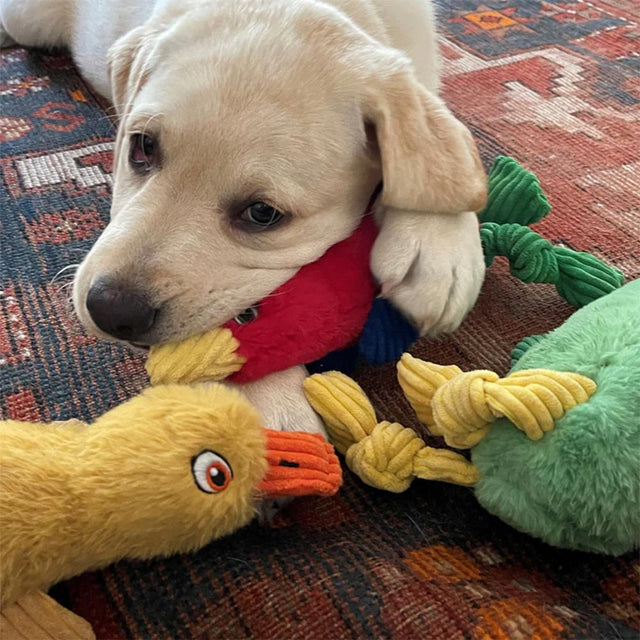 HuggleHounds Hundespielzeug Knottie | Fuzzy Flock - Parrot Stoffspielzeug