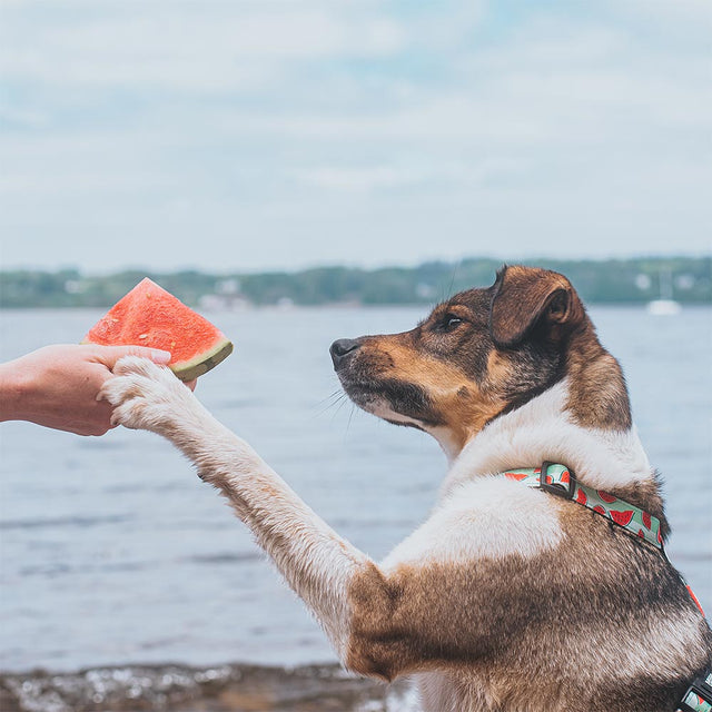 Hundegeschirr | H Harness, Watermelon
