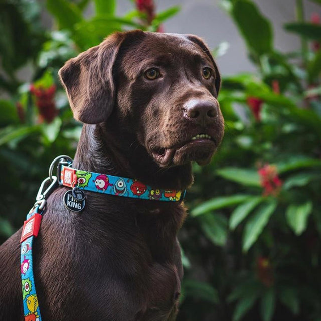 Max & Molly Urban Pets Hundehalsband | GOTCHA! Smart ID, Little Monsters Hundehalsband