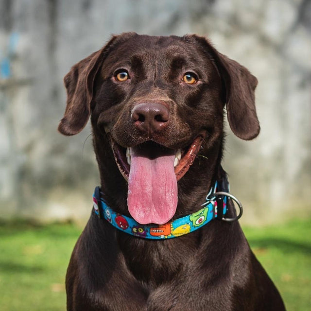 Max & Molly Urban Pets Hundehalsband | GOTCHA! Smart ID, Little Monsters Hundehalsband
