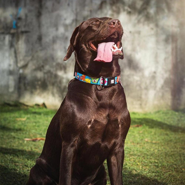 Max & Molly Urban Pets Hundehalsband | GOTCHA! Smart ID, Little Monsters Hundehalsband