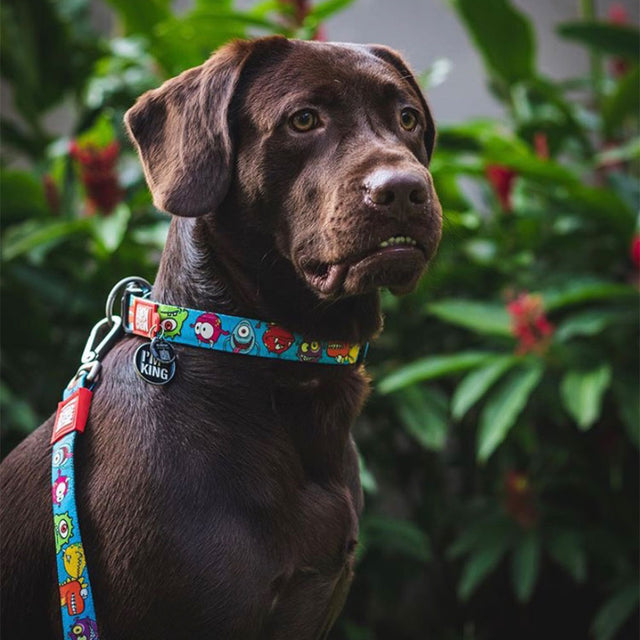 Max & Molly Urban Pets Hundeleine | Multi-Function Leash, Little Monsters Hundeleine