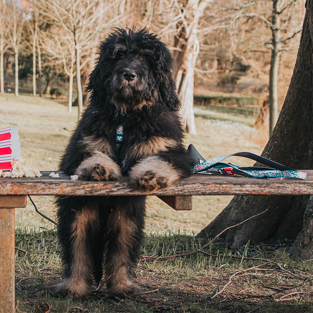Max & Molly Urban Pets Hundeleine | Multi-Function Leash, Popcorn Hundeleine