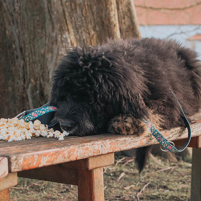 Max & Molly Urban Pets Hundeleine | Multi-Function Leash, Popcorn Hundeleine