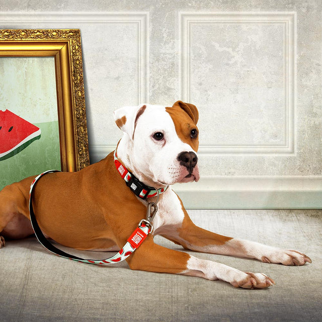 Max & Molly Urban Pets Hundeleine | Multi-Function Leash, Watermelon Hundeleine