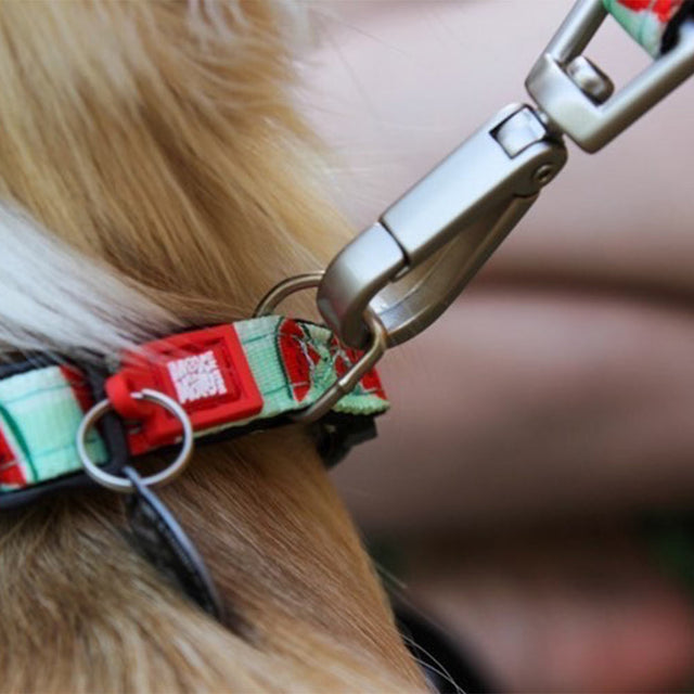 Max & Molly Urban Pets Hundeleine | Multi-Function Leash, Watermelon Hundeleine