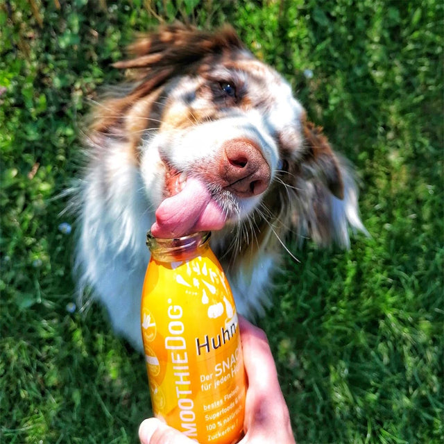 SmoothieDog Hundesmoothie, Huhn Fleischsnacks