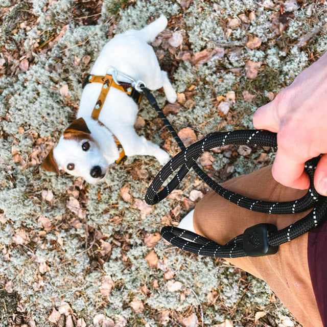 Woolly Wolf Hundegeschirr | Sea to Summit Hundegeschirr