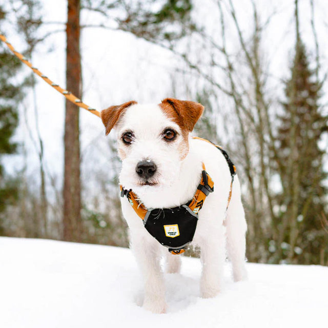 Woolly Wolf Hundegeschirr | Sea to Summit Hundegeschirr